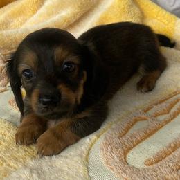 MIRA - Black and tan female Dachshund puppy in Elizabethtown, Kentucky from Teeny Tiny Puppy Tails
