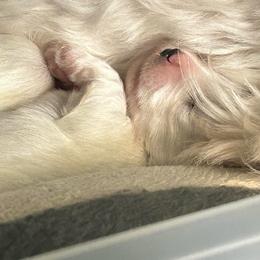Male morkie 2-Korean bloodlines - White male Morkie puppy in Coats, North Carolina from Angie's Puppies