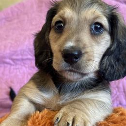 Boy 3 - male Dachshund puppy in Fieldbrook, California from Honeydox Miniature Dachshunds