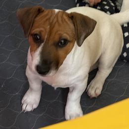 Tan and white girl - Tan and white female Jack Russell Terrier puppy in Williston, Florida from CP FARMS BORDER COLLIES N JACKS CORP