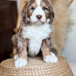 Bernedoodle and Goldendoodle Puppies from Sac River GoldenDoodles & BerneDoodles LLC