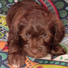 Schnoodle puppies from Shrivers' Sweethearts