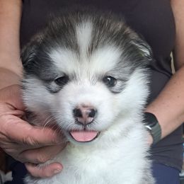 Girl 2 - Gray and white female Alaskan Malamute puppy in Prince William County, Virginia from SnoCap Kennel