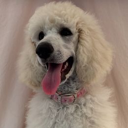 Maya Nick Name - White female Poodle puppy in Ainsworth, Nebraska from Cedar Grove Standard Poodles