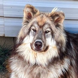 Mekko - Native American Indian Dog