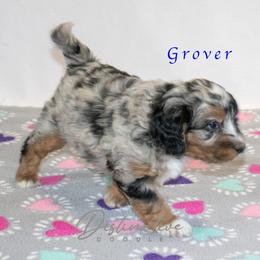 Grover - Blue merle male Aussiedoodle puppy in Kennesaw, Georgia from Distinctive Doodle