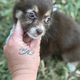 Toy Australian Shepherd Puppies from Carlsbad Toy Aussies