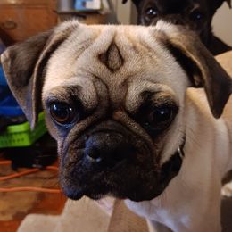 Tank - Pug