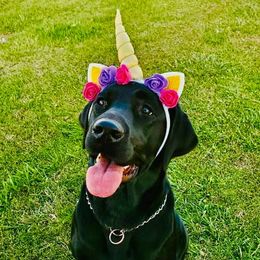 Labrador Retrievers from Midwest Select Labradors