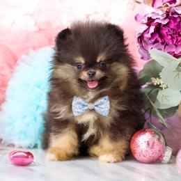 Harlyn- AKC Black and Tan - Black and tan male Pomeranian puppy in Santa Rosa, California from Cute California Poms