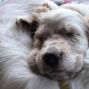 English Setters from Tamarack Mountain