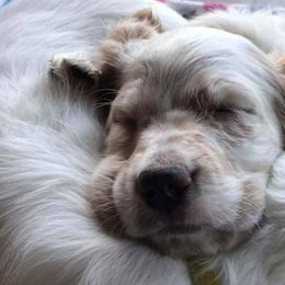 English Setters from Tamarack Mountain