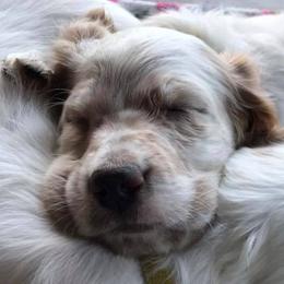 English Setters from Tamarack Mountain