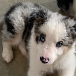 Topazz - Border Collie puppy in Jonesboro, Arkansas from Hampton Border Collies