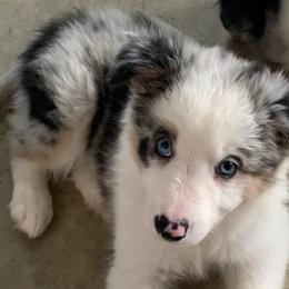 Topazz - Border Collie puppy in Jonesboro, Arkansas from Hampton Border Collies