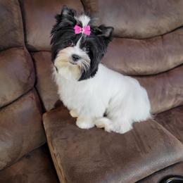 Oreo - Yorkshire Terrier