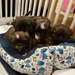 Shih Tzu Puppies from Magnolia Small Breeds