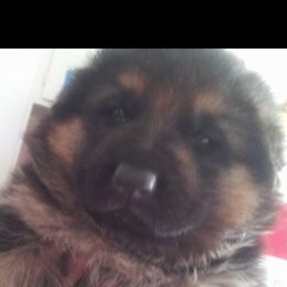 German Shepherd Puppies from Flussufer German Shepherds
