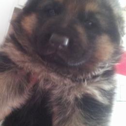 German Shepherd Puppies from Flussufer German Shepherds