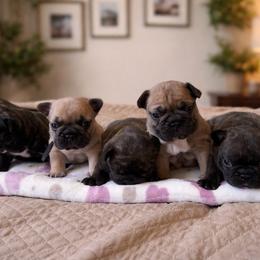 French Bulldog puppies from Barkumentary Bulldogs (frenchie breeder)