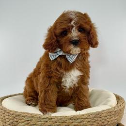 Dawson - Red male Cavapoo puppy in Melissa, Texas from Southern Love Cavapoos & Maltipoos