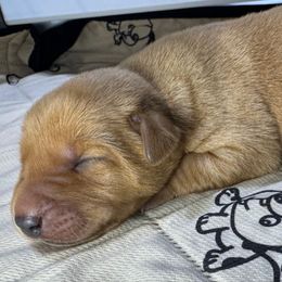 Boy 3 - Yellow male Labrador Retriever puppy in Newport, North Carolina from AKS’s Water Bound Retrievers