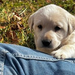 Dilute Retrievers and Labrador Retrievers from B and B Riverbottom Kennel