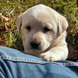 Dilute Retrievers and Labrador Retrievers from B and B Riverbottom Kennel