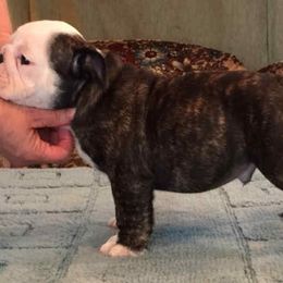 Bulldog Puppies from Scott's Bulldogs