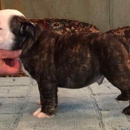 Bulldog Puppies from Scott's Bulldogs