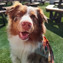 Australian Shepherd All Grown Up from Addie's Aussies