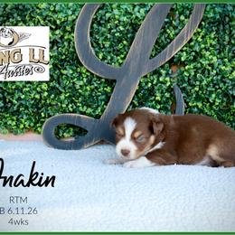 Anakin - Red tri male Miniature Australian Shepherd puppy in Madisonville, Texas from Flying LL Aussies