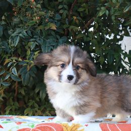 Sable fluffy - Sable male Pembroke Welsh Corgi puppy in Caliente, California from Rafter Cross 7