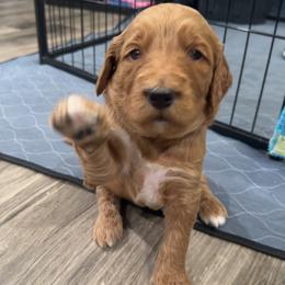 Buzz-dark blue collar-3 open spots left - Red  male Goldendoodle puppy in Chino Valley, Arizona from Whiskey Row Royals