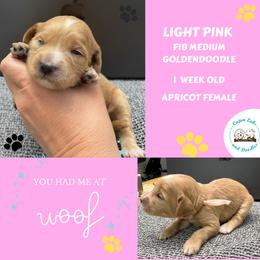 Daisy: Light Pink Collar - Apricot female Goldendoodle puppy in Raceland, Louisiana from Cajun Doodles