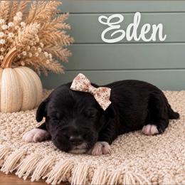 Eden - Black female Goldendoodle puppy in Charlotte, North Carolina from Hopeful Heart Doodles