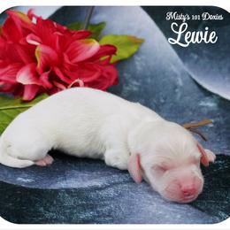 LEWIE - AKC - Cream male Dachshund puppy in Graceville, Florida from Misty's 101 Doxies