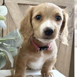 Dachshunds from T&C Dachshunds