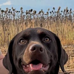 Oakley - Labrador Retriever