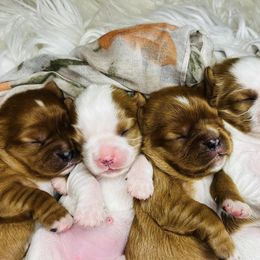 Cavalier King Charles Spaniel Puppies from Echo Valley Cavaliers