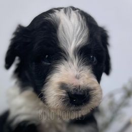 Little Gentleman Red - Black and white Assorted Doodle Crosses puppy in Clinton, Montana from BoLo Doodles