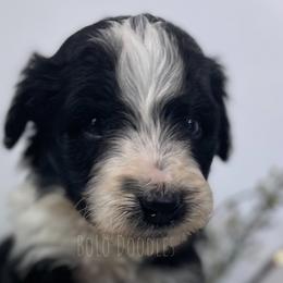 Little Gentleman Red - Black and white Assorted Doodle Crosses puppy in Clinton, Montana from BoLo Doodles