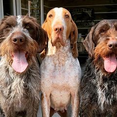 Bracco Italianos and German Wirehaired Pointers from Claddagh Kennel
