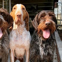Bracco Italianos and German Wirehaired Pointers from Claddagh Kennel