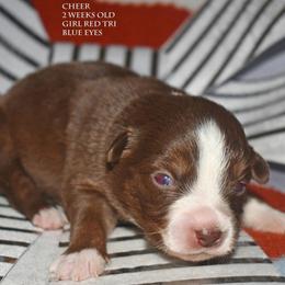 Cheer - Red tri female Miniature Australian Shepherd puppy in Patterson, North Carolina from DreamLine Aussies