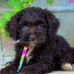 Cockapoos from Darling Doodles and Cockapoos