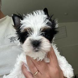 Boy 1 - Black tan and white male Biewer Terrier puppy in Kerhonkson, New York from Arc-en-Ciel Biewers & Maltese