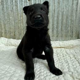 Dark Blue Collar - Black male Belgian Malinois puppy in Muskegon, Michigan from Red Acres Working Line K9s