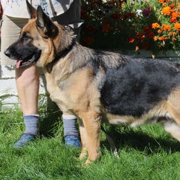 Tesla - German Shepherd