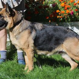 Tesla - German Shepherd